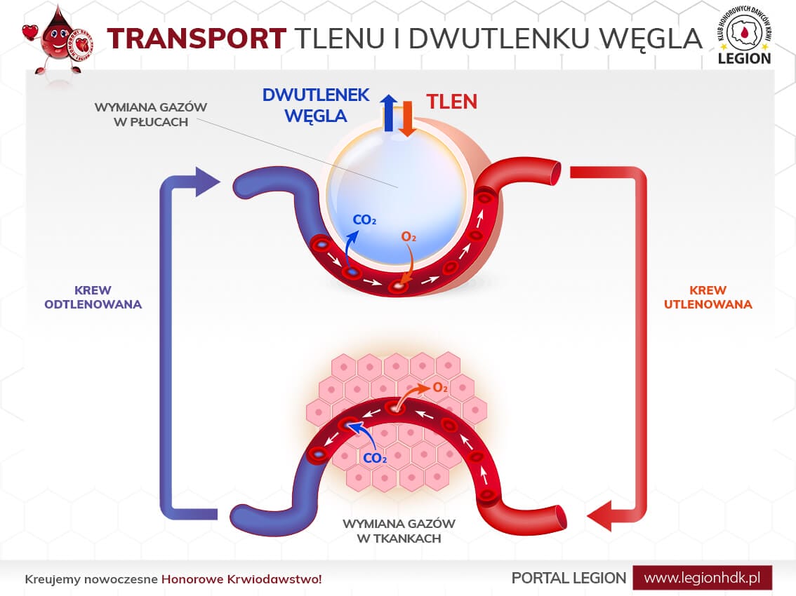 Dyfuzja Tlenu I Dwutlenku Węgla Między Powietrzem Pęcherzykowym Hemoglobina - jak o nią dbać - Legion HDK